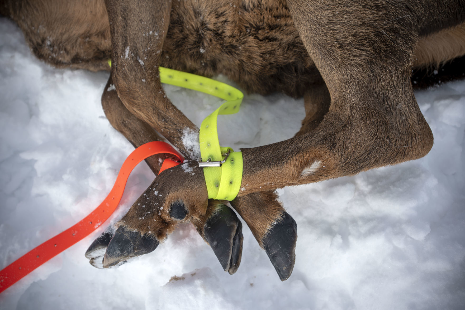Targhee Elk Herd study
